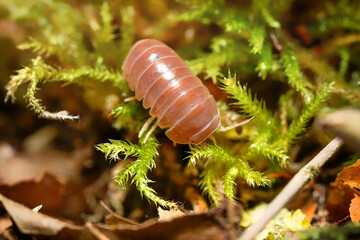 Armadillo officinalis Brown ball isopoda woodlouse. Armadillo officinalis assel exotic animal in the natural background macro photography