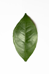 Obraz premium liść, zielony, świeży, zdrowy, leaf, healthy, orange leaf, structure leaf