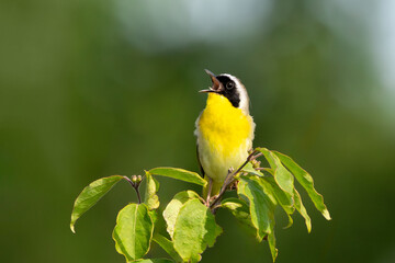 A Common Yellowthroat Warbler Sings on Top of a Tree