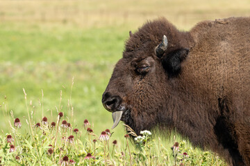 A Bison Licks a Conerflower with Its Tongue © mtruchon