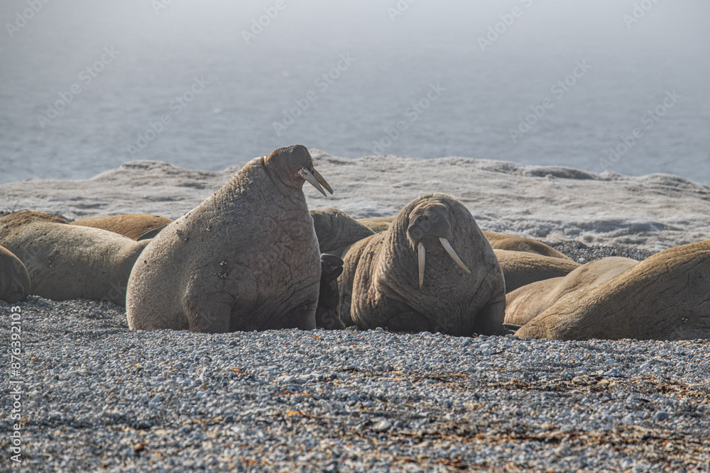 Wall mural walrus