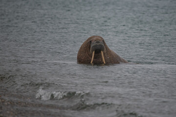 Walrus