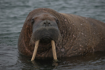 Walrus