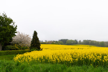 Fields with rapeseed on a foggy day. Agricultural fields.