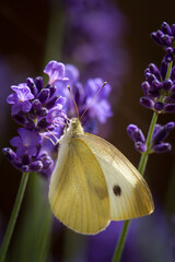 a large cabbage white sitting on the blossom from a lavender at a sunny summer day