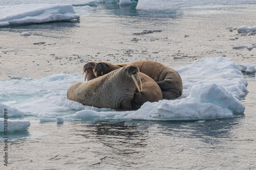 Sticker walrus in the arctic