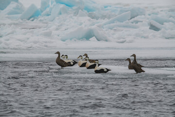 Common eiders on the ice © Stanislav