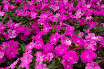 pink flowers in the garden