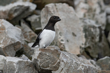 Little Oak or Dovekie