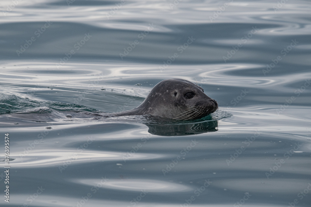 Wall mural seal