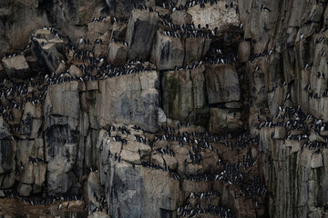 Bird cliffs