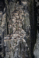 Bird cliffs