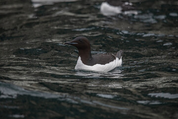 Little Oak or Dovekie