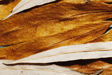 Natural autumn texture from narrow yellow beige leaves with water drops. Beautiful autumnal botanical pattern, close up fall leaf top view, aesthetic nature still life, macro photography