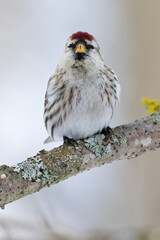 Common redpoll