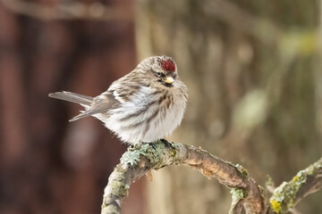Common redpoll