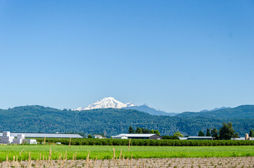 Agricultural farms in Chilliwack, Fraser Valley, BC, Canada. Mt. Baker is seen in the background