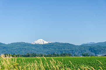 Agricultural farms in Chilliwack, Fraser Valley, BC, Canada. Mt. Baker is seen in the background