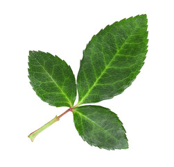 Green rose leaf isolated on white background.