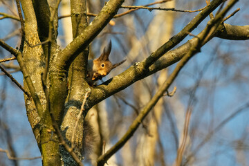 Squirrel in the forest