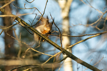 Squirrel in the forest