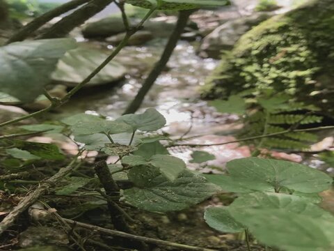 Bachlauf im Wald