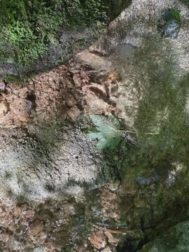 Bachlauf im Wald