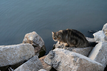 A fluffy brown cat with green eyes perched on large rocks by the water, looking intently ahead. The calm blue water serves as a serene backdrop.