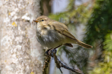 Common Chiffchaff