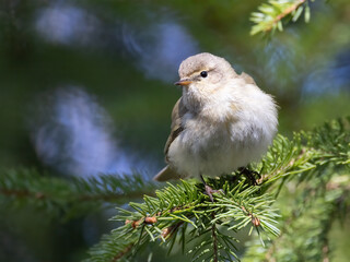 Common Chiffchaff