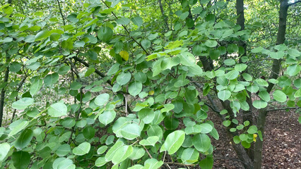 The fresh new green leaves full of the trees in the garden in spring