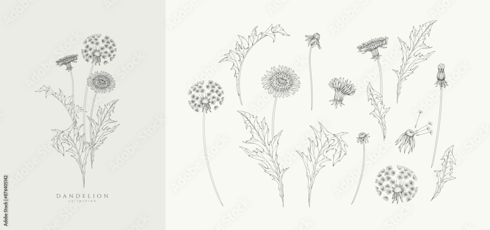 Wall mural Set of dandelion flowers and trendy botanical elements. Hand drawn branches of medical herbs and elegant wildflowers. Botanical rustic trendy greenery vector illustration