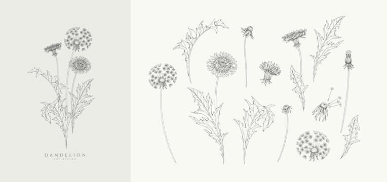 Set of dandelion flowers and trendy botanical elements. Hand drawn branches of medical herbs and elegant wildflowers. Botanical rustic trendy greenery vector illustration