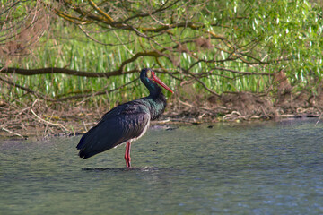 Black Stork