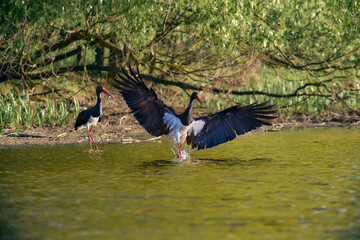 Black Stork