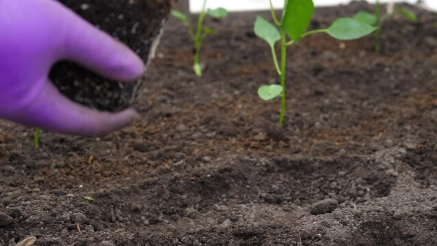 Women hands holding a green young peper plant in greenhouse