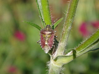 Hairy shield bug (Dolycoris baccarum), adult in spring and summer colours sitting on a Macedonian scabious stem