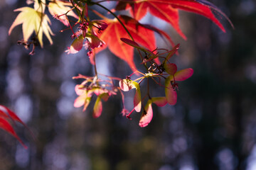 Japanese Maple Tree in a Garden