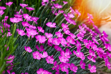flowers in the yard stones  plants