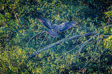bird in flight