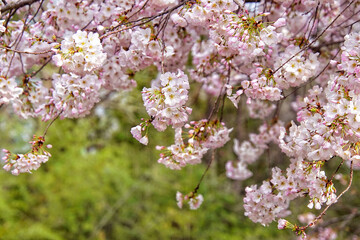 Ethereal Cherry Blossoms in Full Bloom. delicate, pink petals, these cherry blossom photos evoke a sense of peace and timeless beauty. Peaceful springtime in the garden. Spring flowers are blooming.