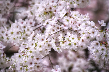 Ethereal Cherry Blossoms in Full Bloom. delicate, pink petals, these cherry blossom photos evoke a sense of peace and timeless beauty. Peaceful springtime in the garden. Spring flowers are blooming.