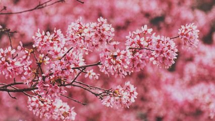 Ethereal Cherry Blossoms in Full Bloom. delicate, pink petals, these cherry blossom photos evoke a sense of peace and timeless beauty. Peaceful springtime in the garden. Spring flowers are blooming.