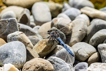 Südlicher Blaupfeil (Orthetrum brunneum) sitzt auf Steinen