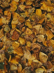The ground is covered with fallen leaves in yellow and brown, creating a colorful autumnal scene