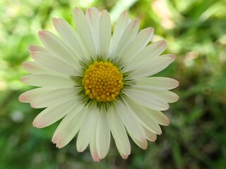 Obraz premium Makro einer schönen Blüten vor unscharfem Hintergrund