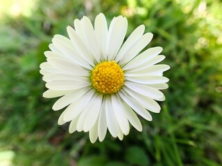 Obraz premium Makro einer schönen Blüten vor unscharfem Hintergrund