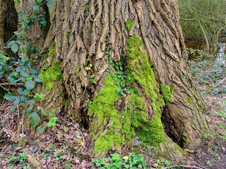 Sumpflandschaft im Wald mit Baumen uns Wasser