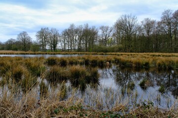 Sumpflandschaft im Wald mit Baumen uns Wasser