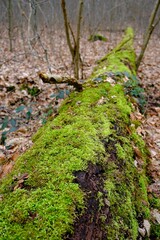 Tote Bäume nach Sturmschaden im deutschen Wald